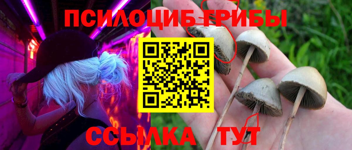 наркотики  Вход с VPN  Ленинск-Кузнецкий  Галлюциногенные грибы Psilocybine cubensis  Галлюциногенные грибы Cubensis 
